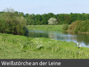 1-weissstoerche-an-der-leine