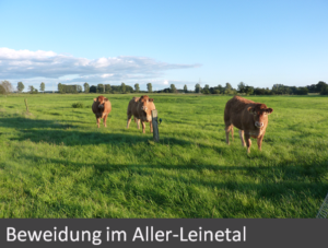 3-beweidung-im-aller-leinetal