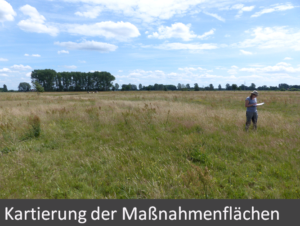 4-kartierung-der-massnahmeflaechen