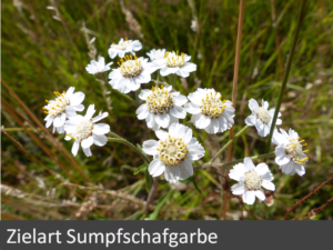 5-zielart-sumpfschafgarbe