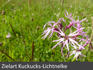 6-zielart-kuckucks-lichtnelke