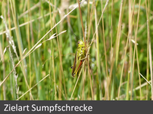 7-zielart-sumpfschrecke