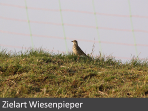 8-zielart-wiesenpieper