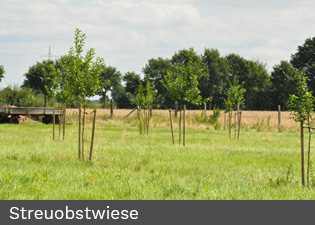 streuobstwiesen_hecken