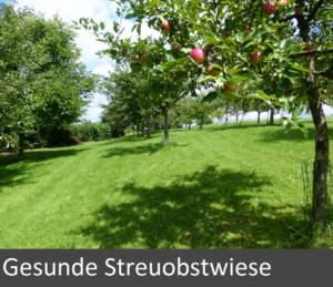 gesunde-streuobstwiese_end