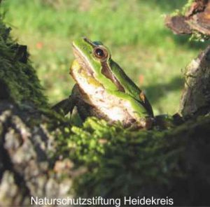 Frosch