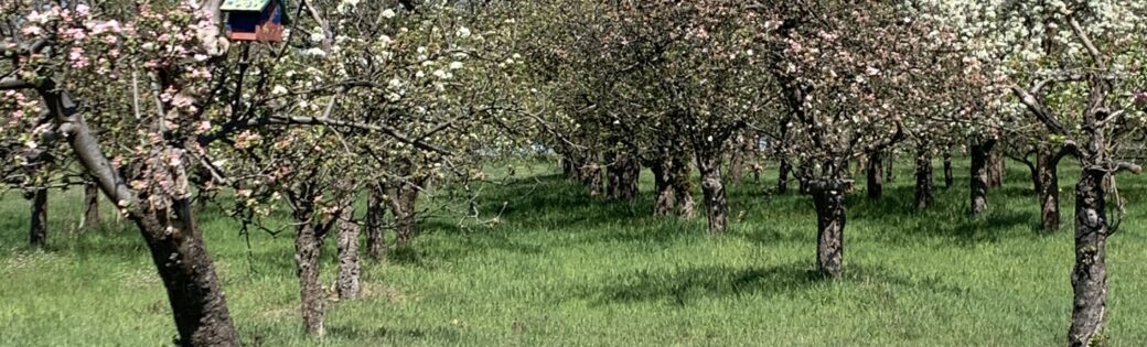 Alte Streuobstwiese