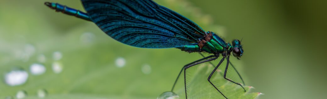 Blauflügelige Prachtlibelle