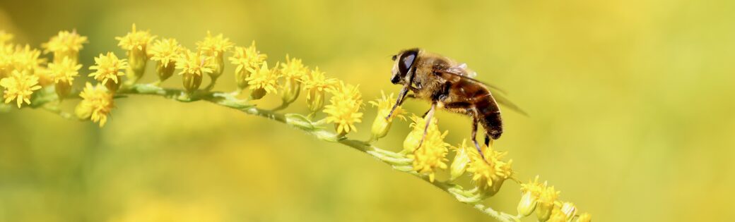 insektenfreundliche Blühflächen