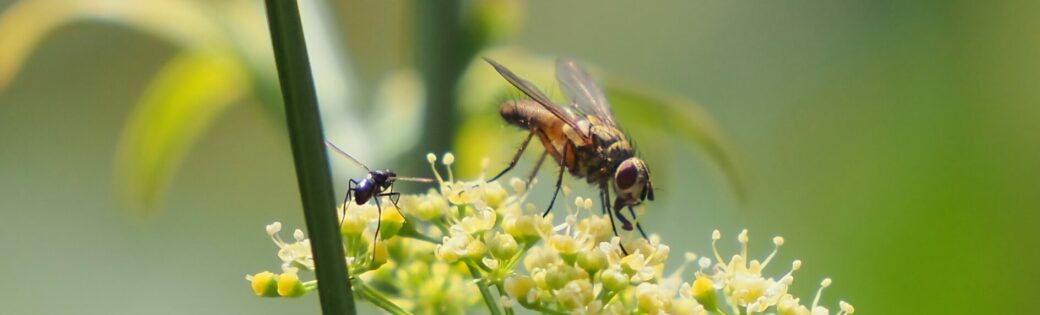 Schwebfliege_auf_Petersilie